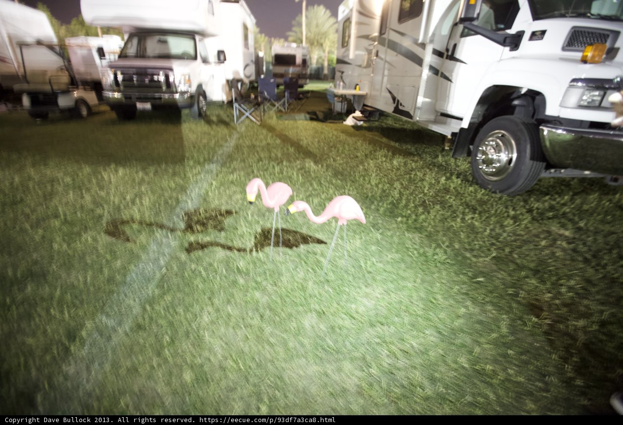 Flock of Pink Flamingos on the Grass