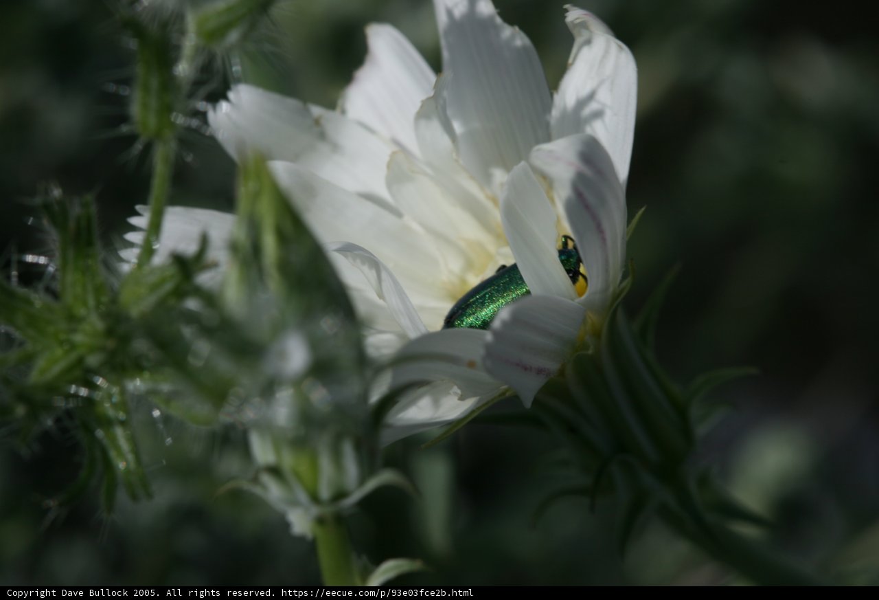 The Green Beetle's Pollen Adventure