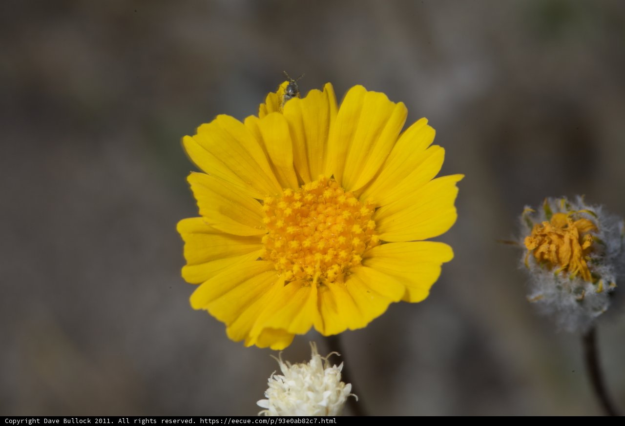 Vibrant Daisy in Full Bloom