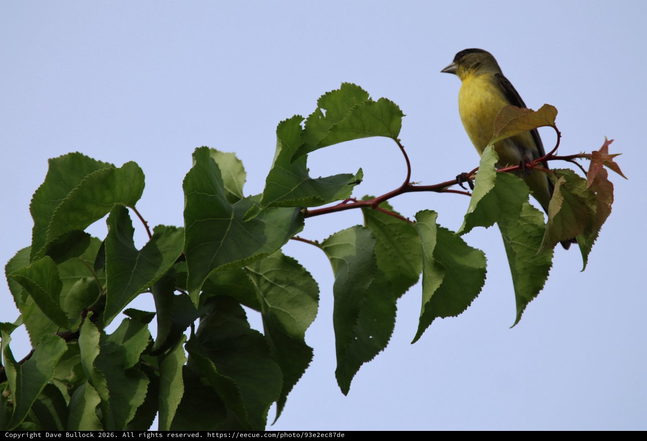 Yellow Finch Perched on Spring Branch