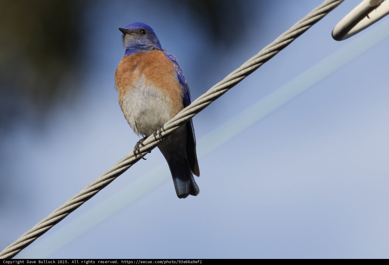 Perched in Serenity