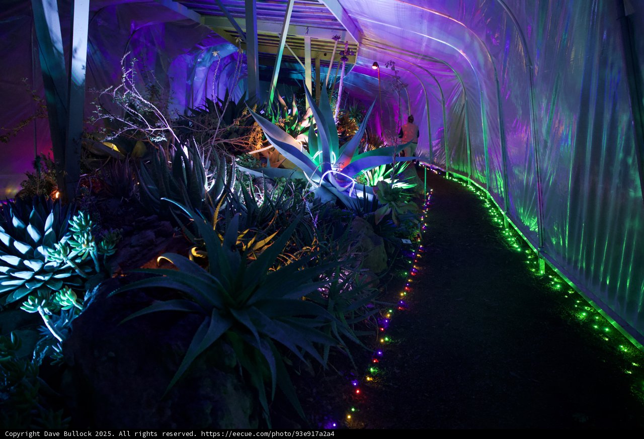 Enchanted Nights in the Garden of D'Lights