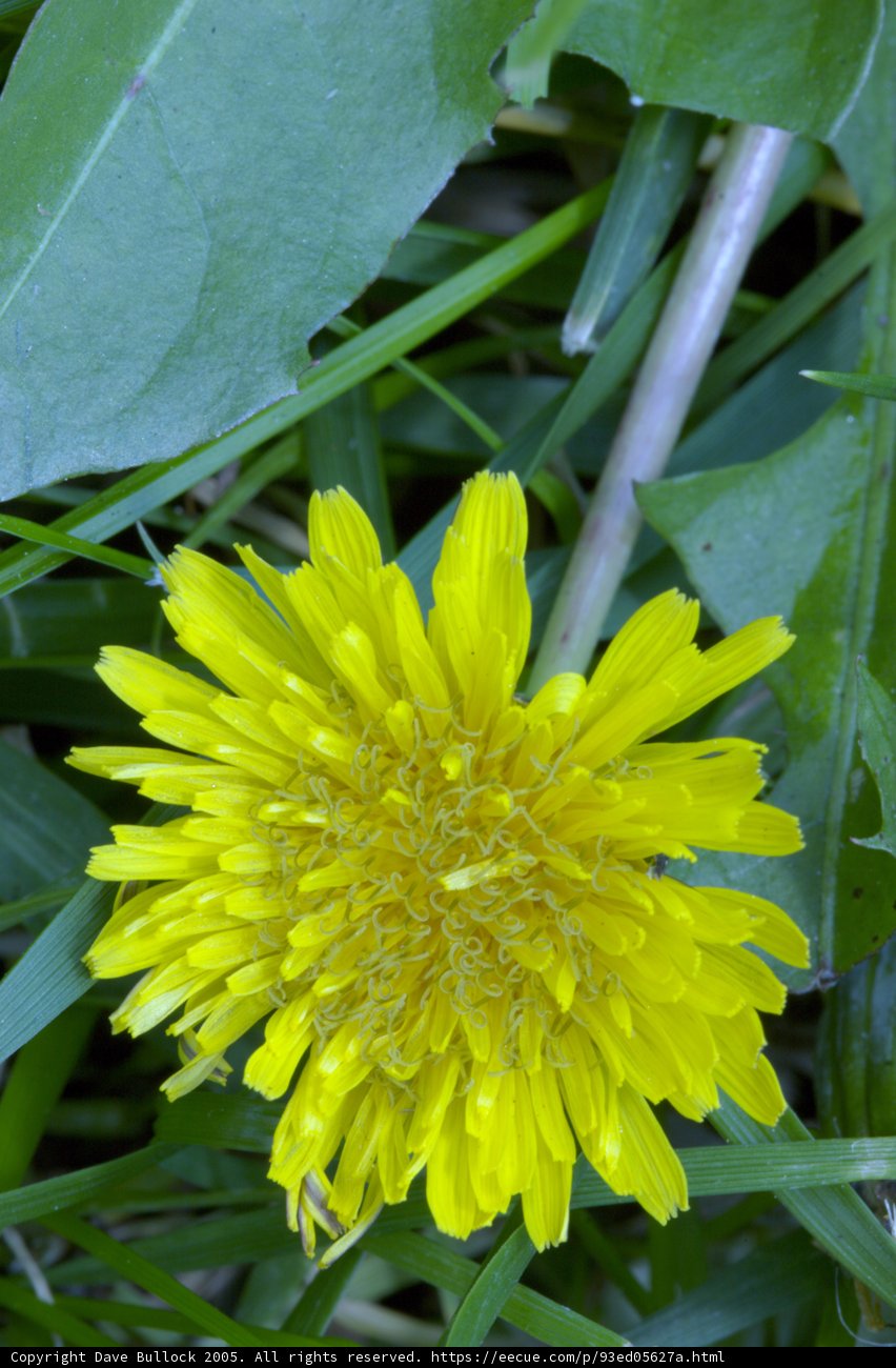 Golden Dandelion in the Grass