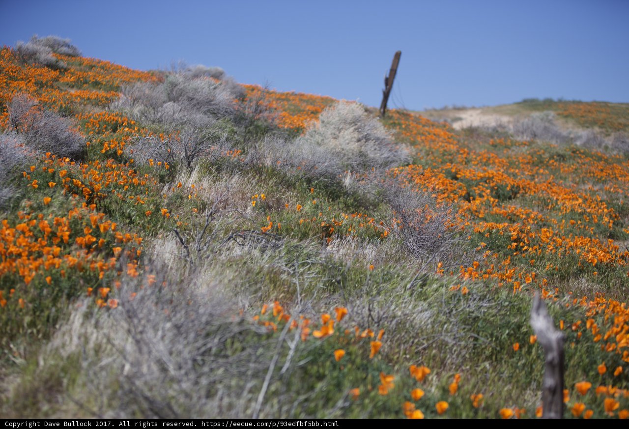 Fields of Orange Flowers
