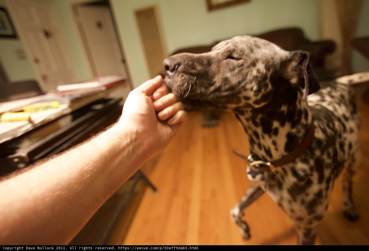 Feeding Time for Fido