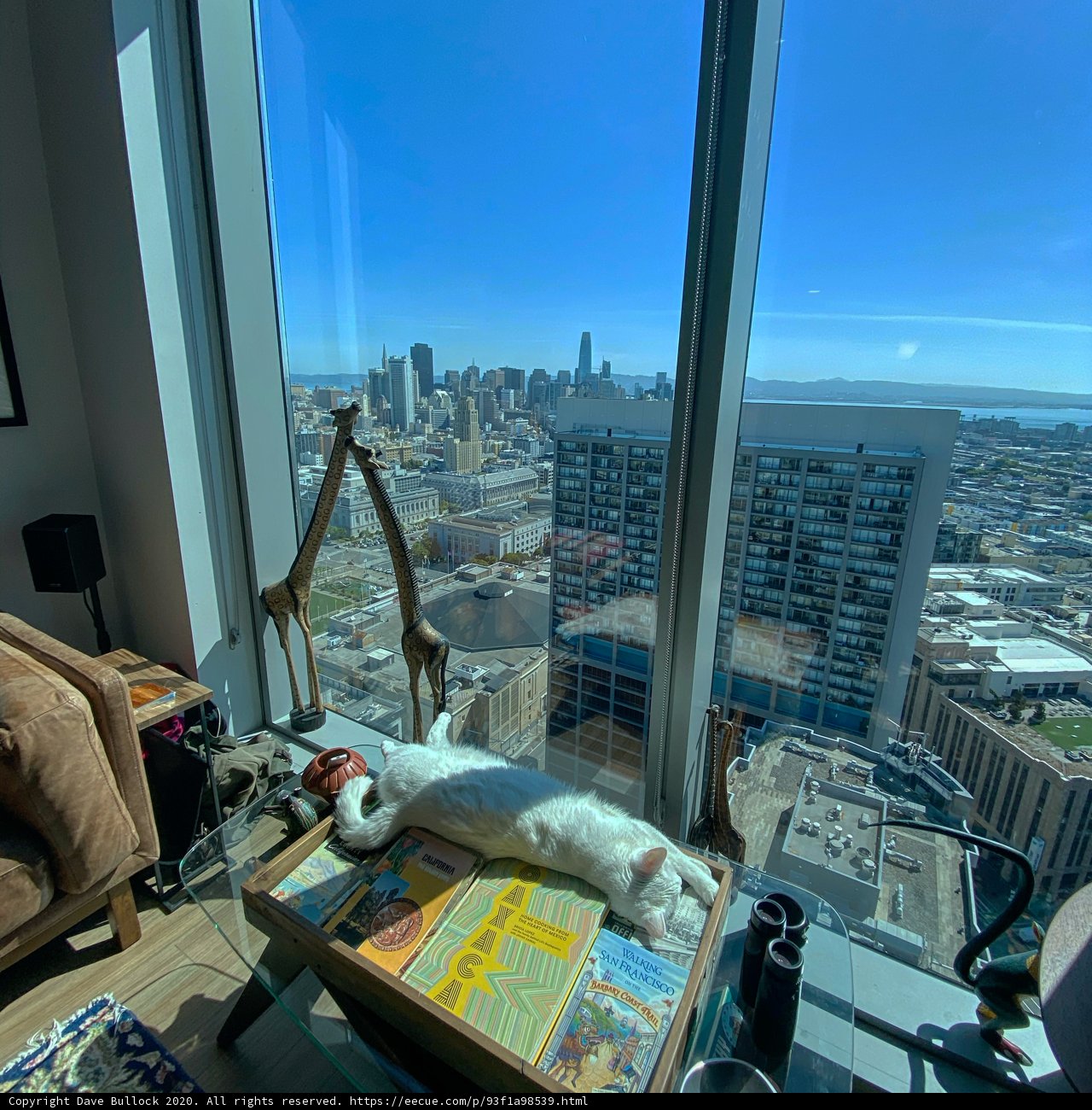 City Cat Lounging by the Window
