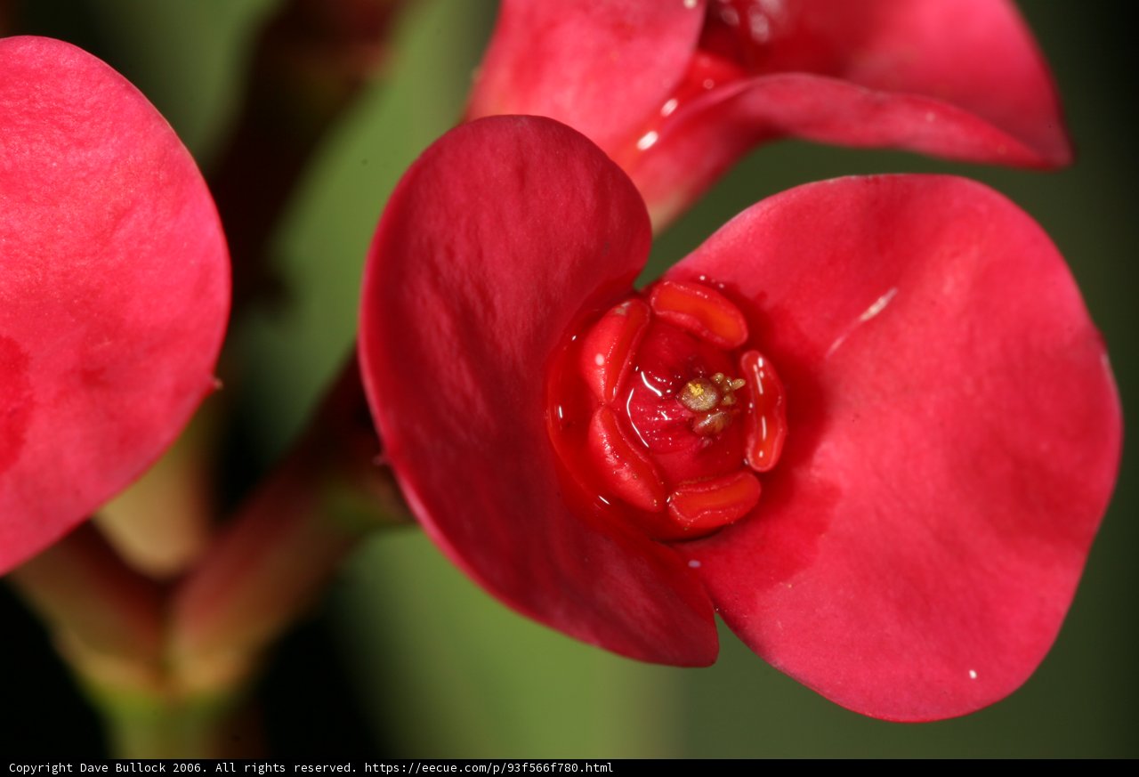 Bold and Beautiful Begonia