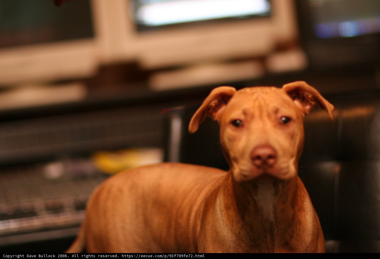 Pit Bull Meets Computer Setup