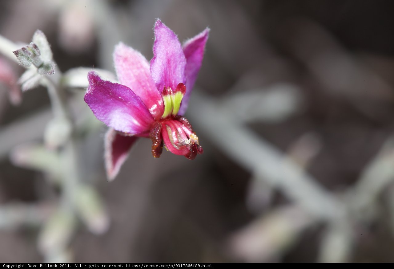 Pink Geranium Blooms in the Desert