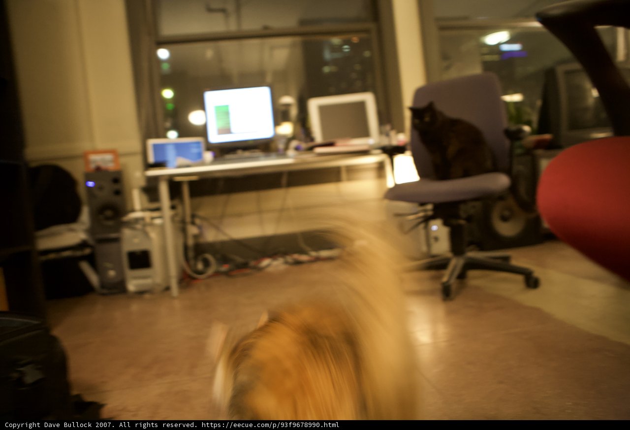Feline Hijinks in the Computer Room