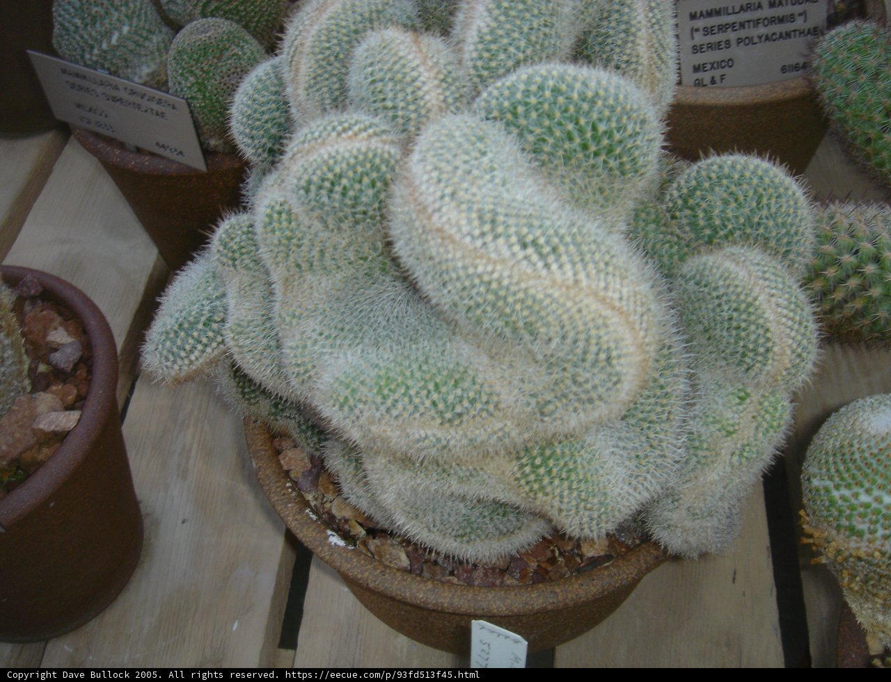 The Centerpiece Cactus