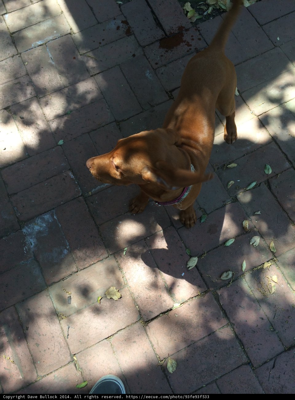 Canine strolls along charming brick path
