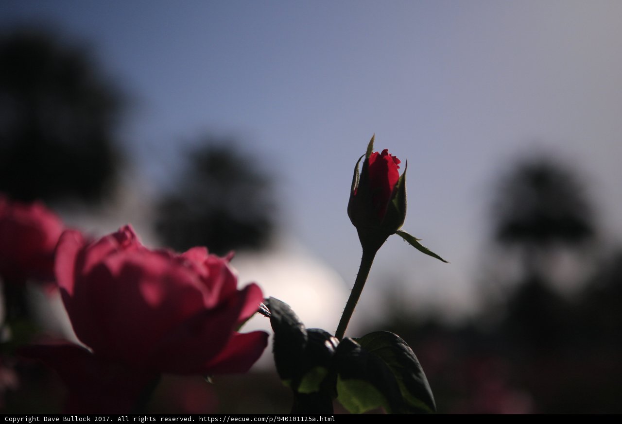 Two Roses in Bloom at Orlando Botanical Gardens