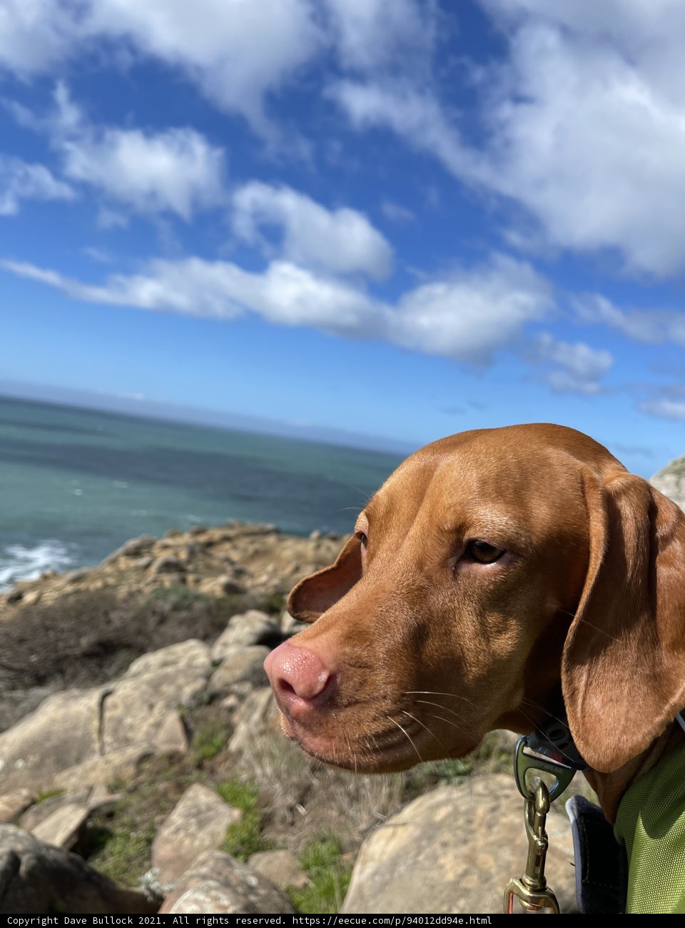 Cliffhanger Canine