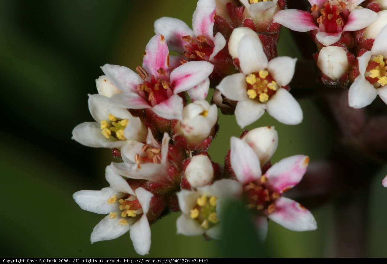 Pink and White Beauty