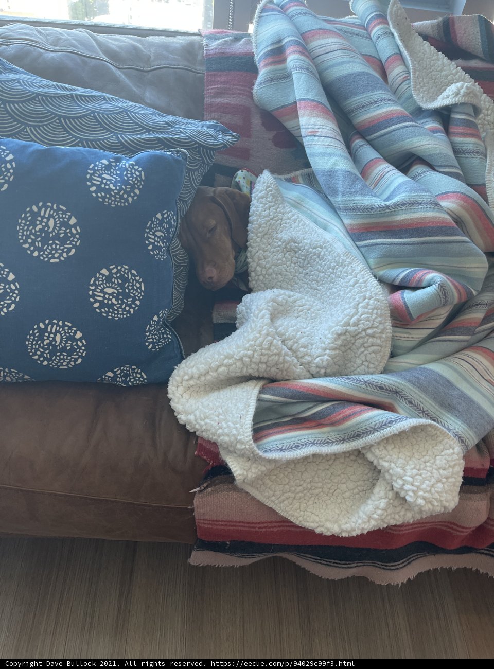 Cozy Canine Napping Under a Quilt