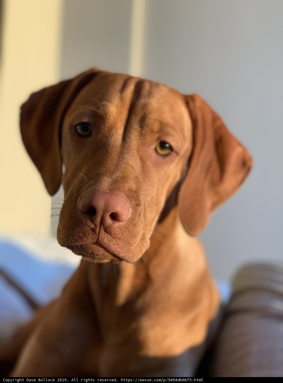 Cozy Canine in California