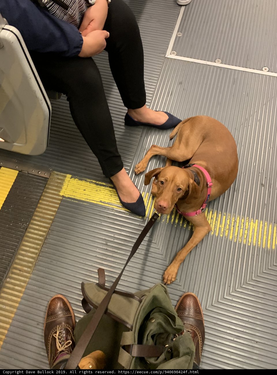 Subway Pup