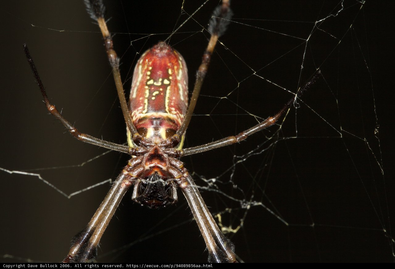 Garden Spider in Red and Black