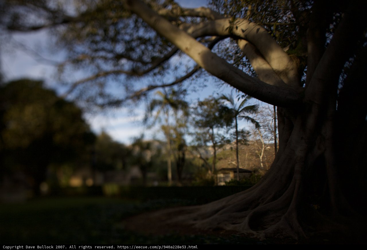 Majestic Tree with a Large Trunk and Branch