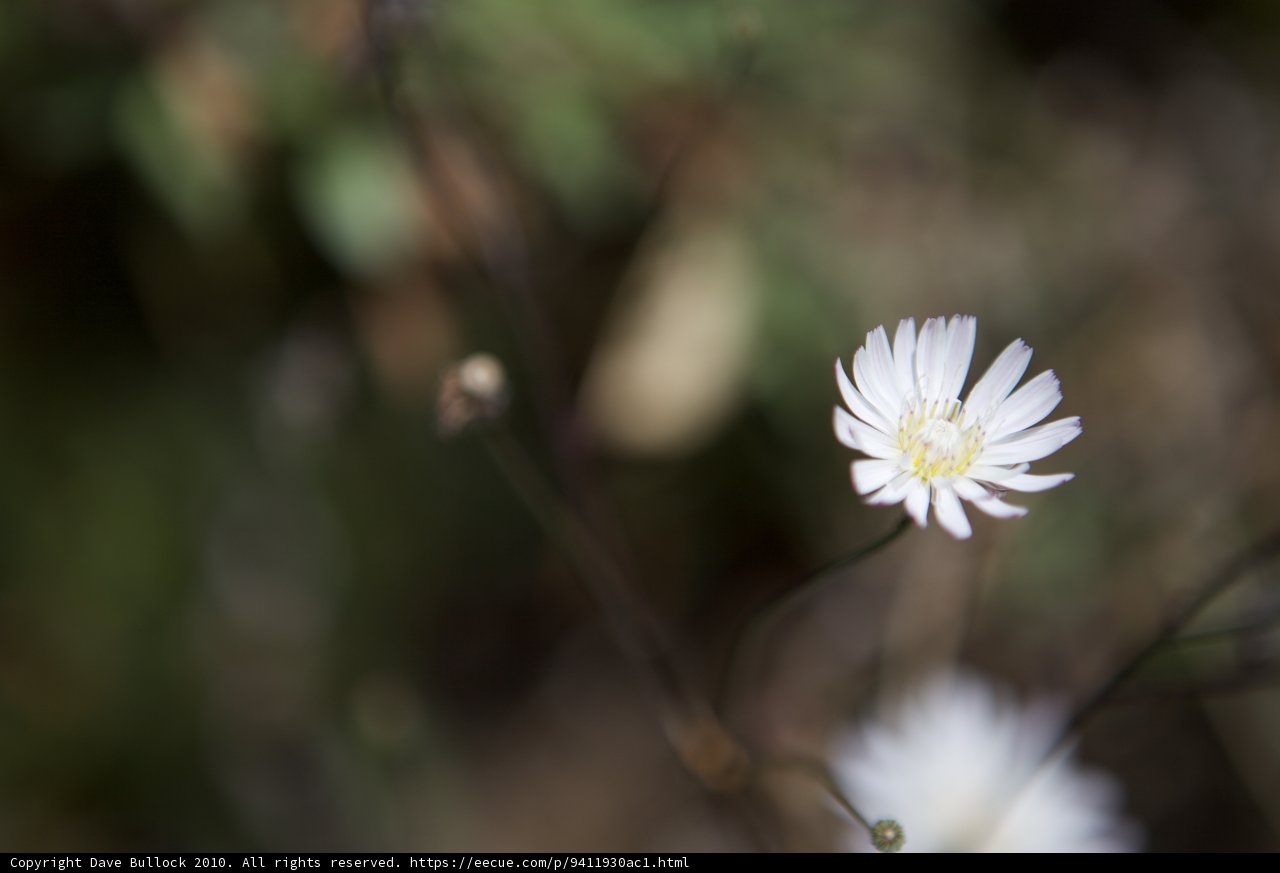 Lone Daisy in a Sea of Green