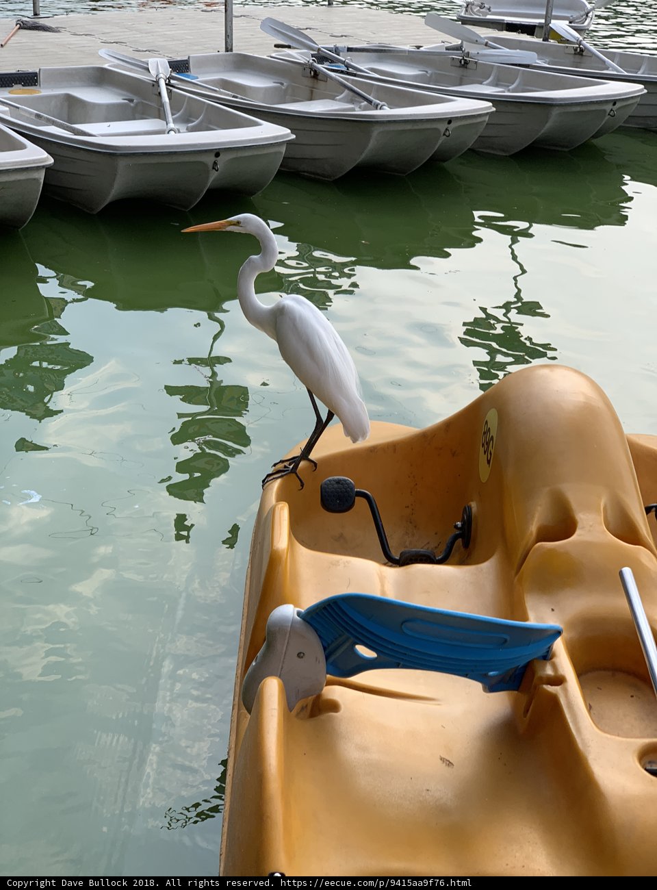 Feathered Navigator