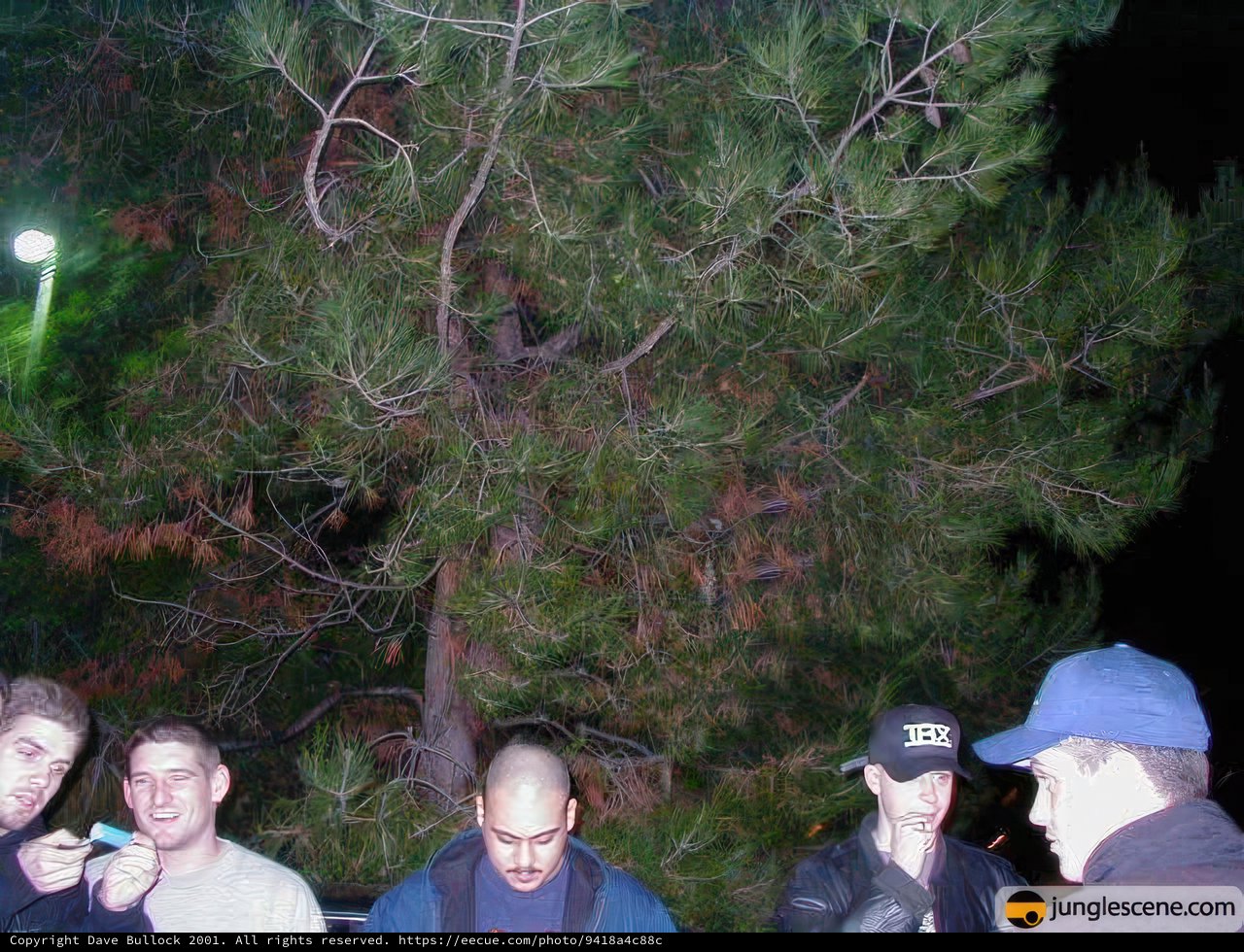 Nighttime Gathering Around a Tall Pine Tree