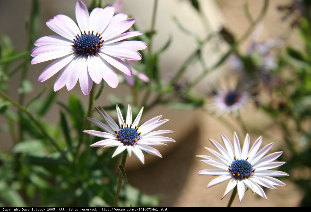 Purple-Centered Beauty