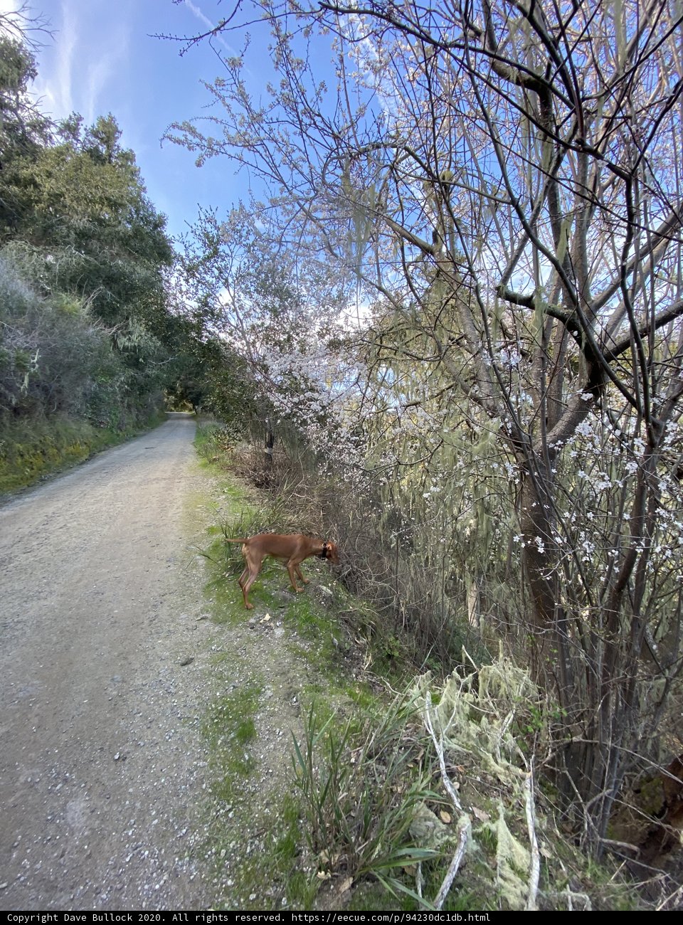 A Canine's Path through the Wilderness