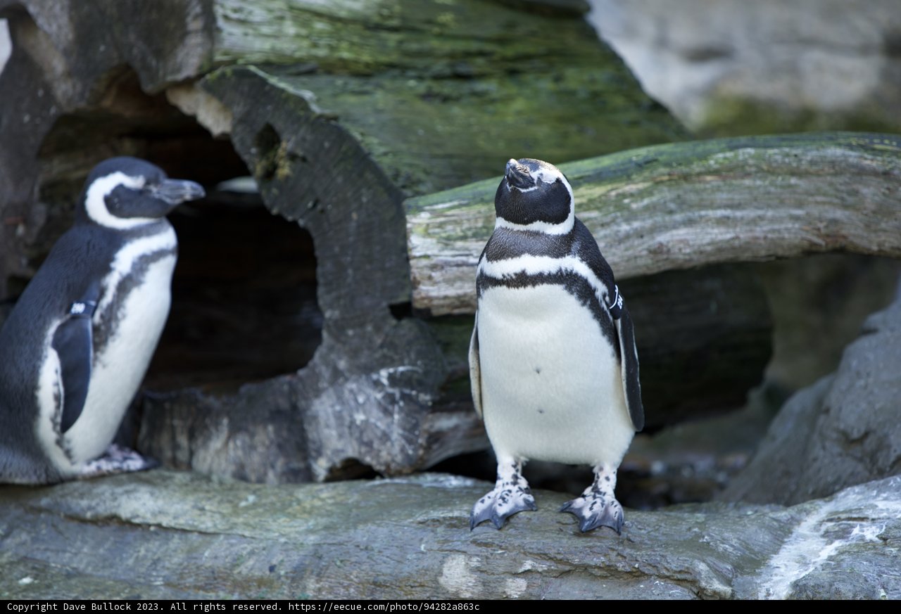 Double Delight at SF Zoo
