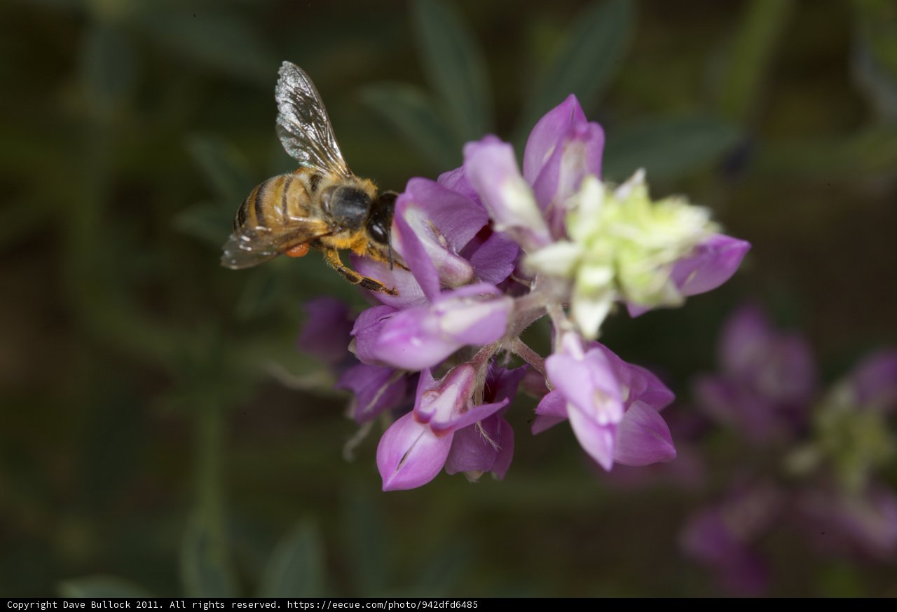 Bee on a Purple Geranium
