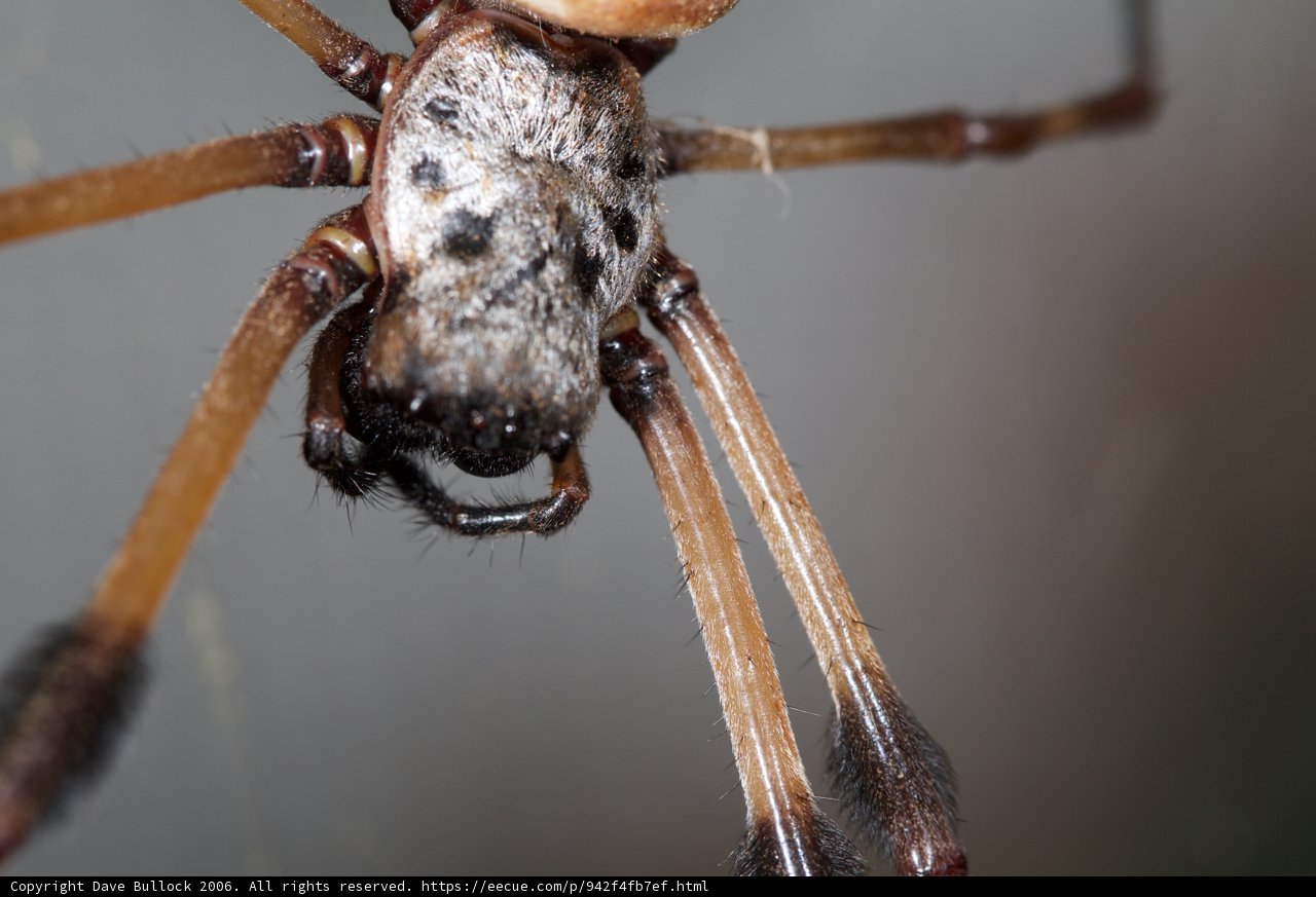 The Elegant Garden Spider