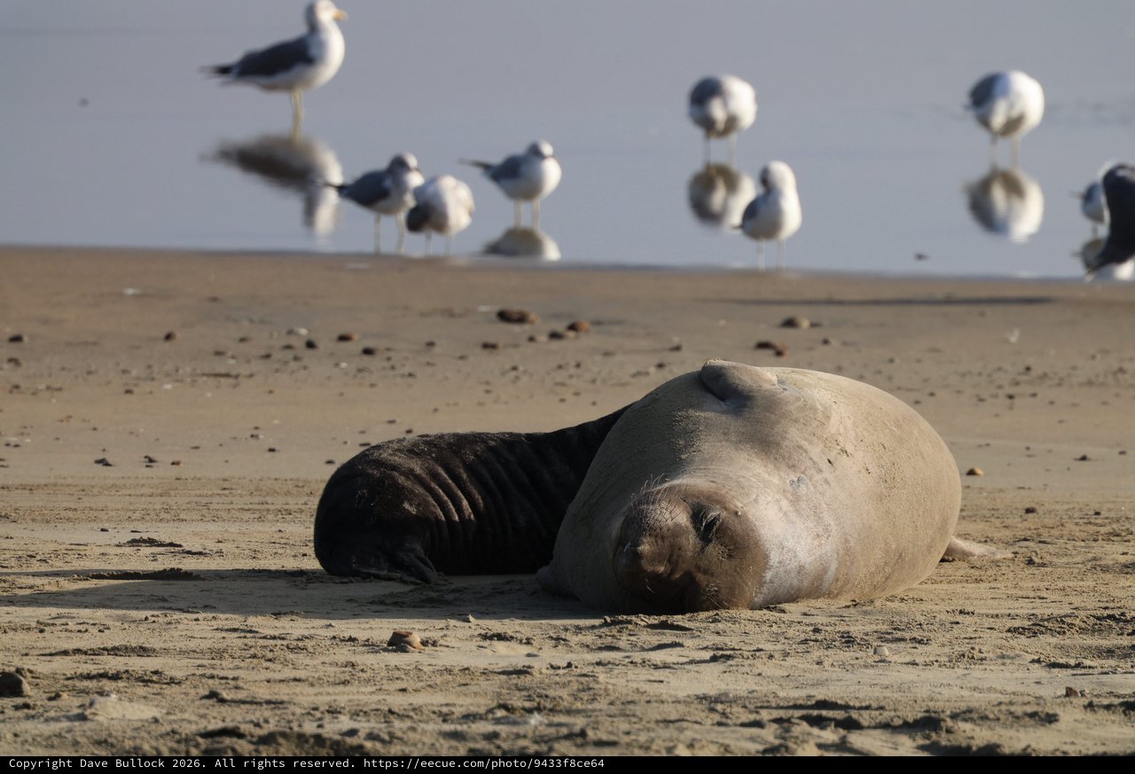 Elephant Seal Pup Resting on Drakes Beach