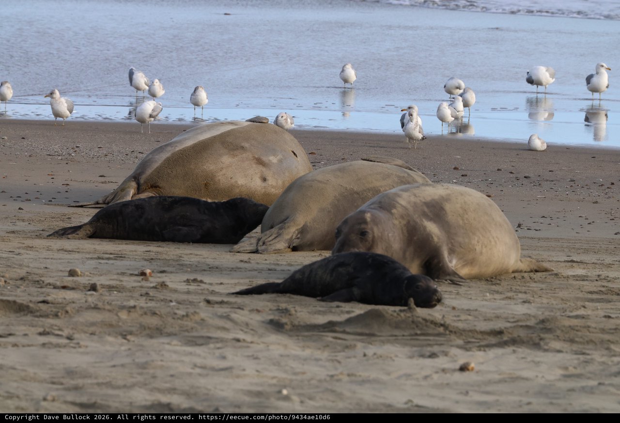 Elephant Seals and Seagulls Resting on Drakes Beach