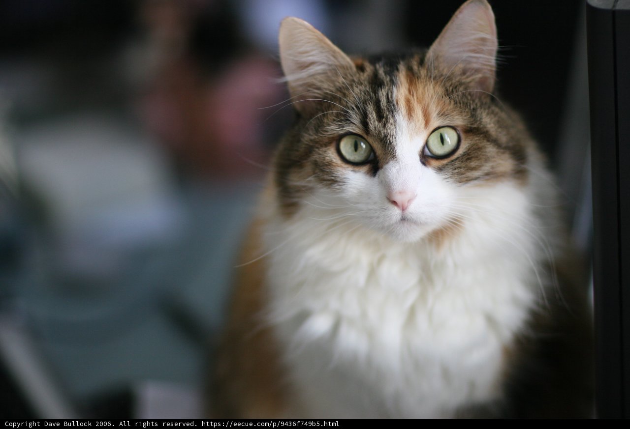 Tech-Savvy Kitty