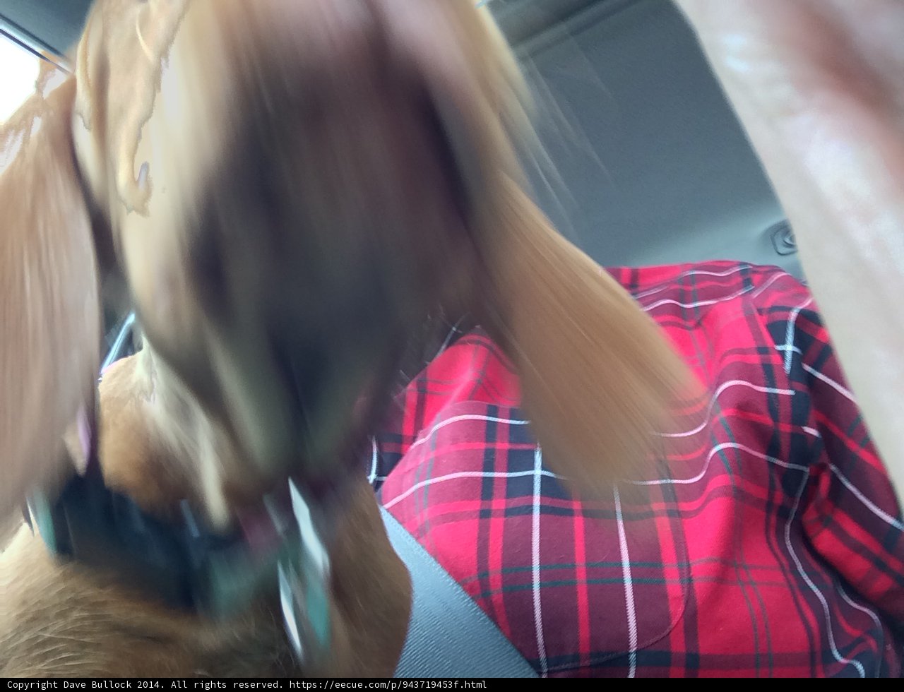 Canine Companion