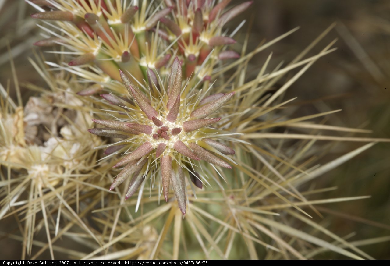 Prickly Beauty