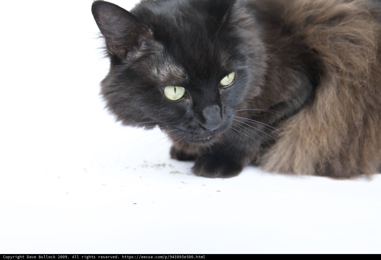 The Alluring Black Cat