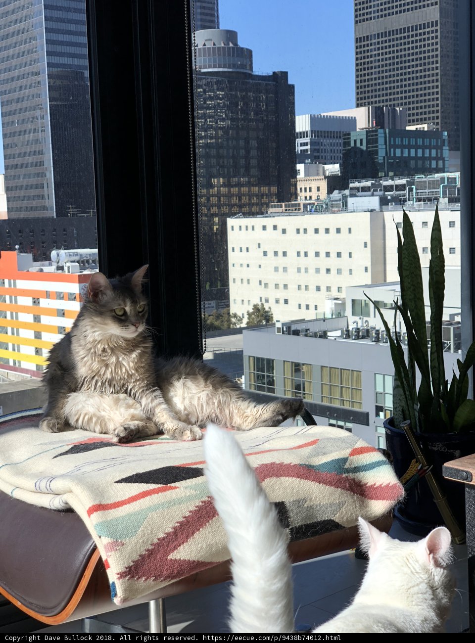 Two Cats Enjoying a City View on a Cozy Chair