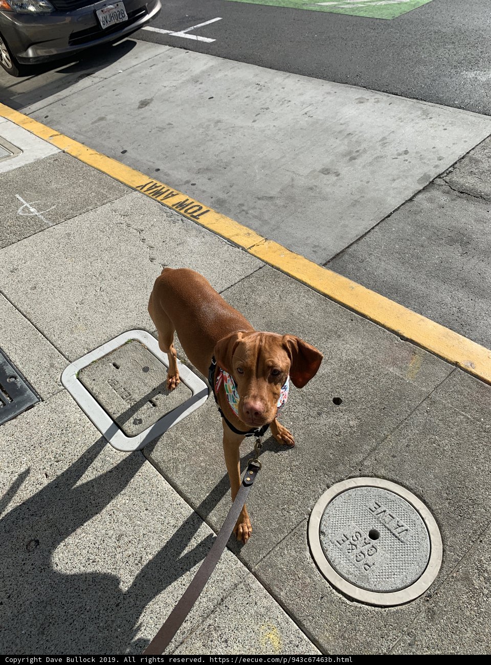 Pooch and a Drain