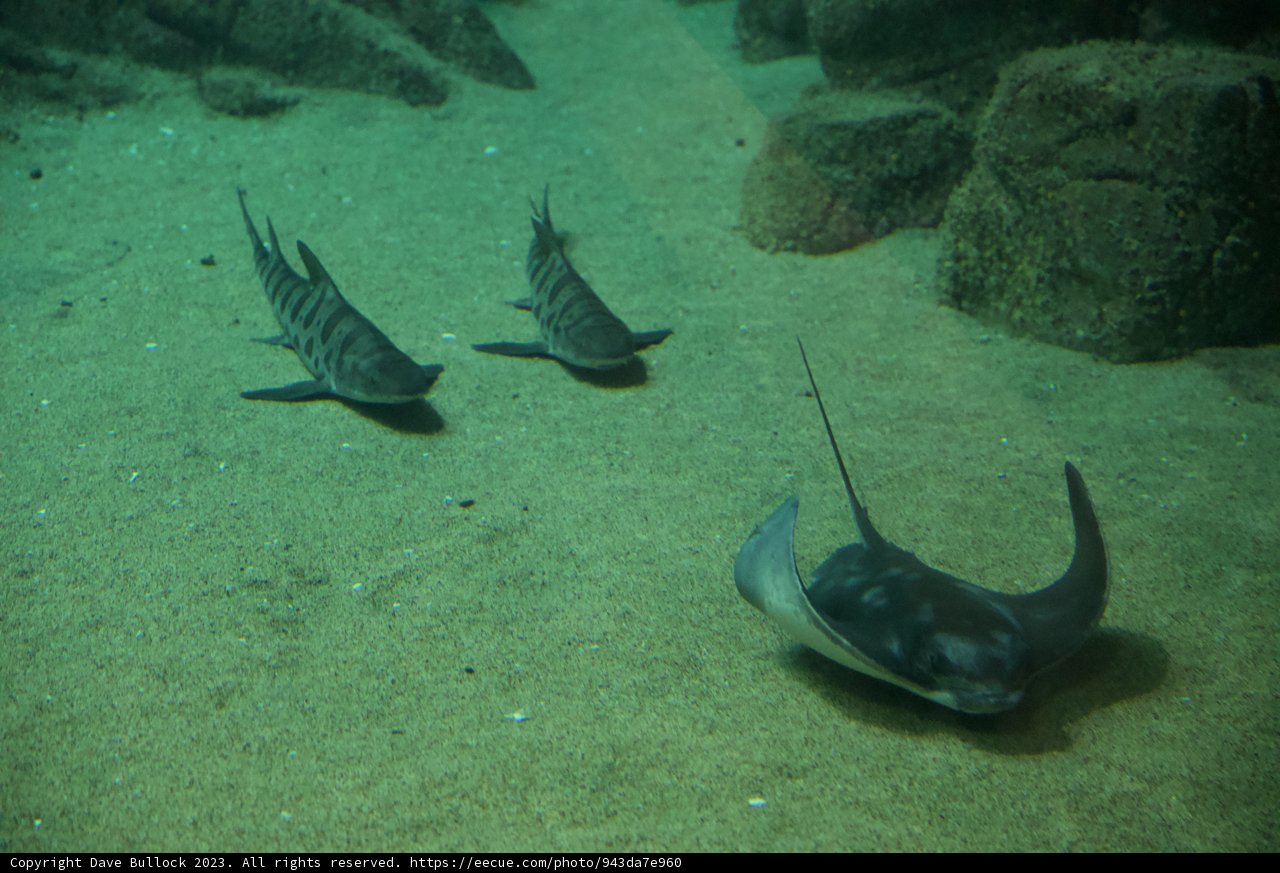 Enigmatic Dance of the Stingrays