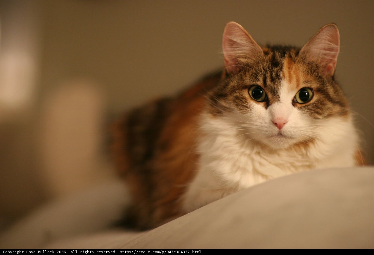 Cozy Companion