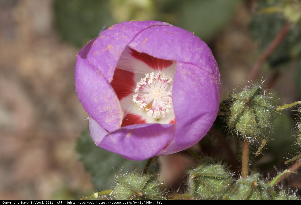 Majestic Purple Flower with Red Center
