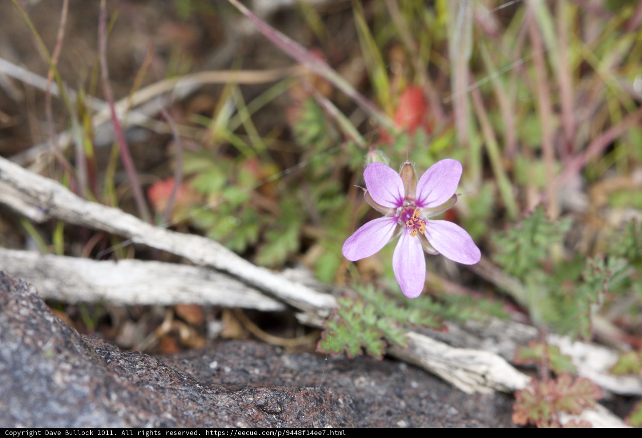 Tiny Purple Gem
