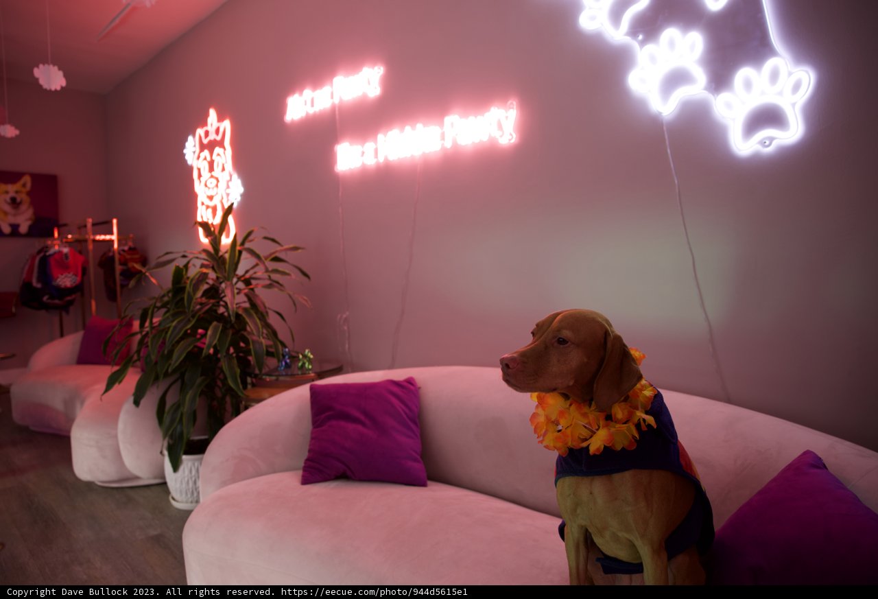 Hi-Li's Neon Wonderland