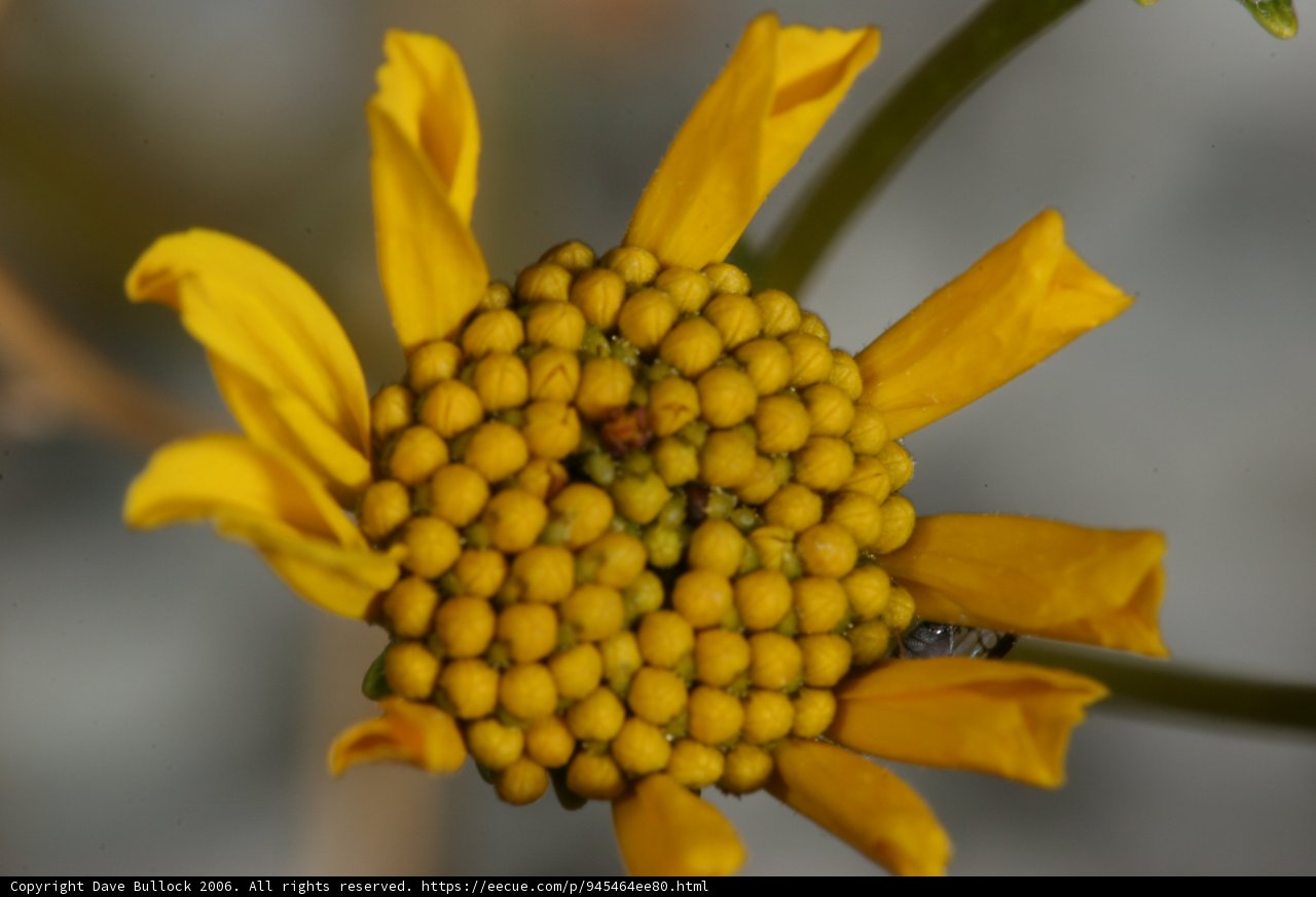 Yellow Daisy Flower with Seeds