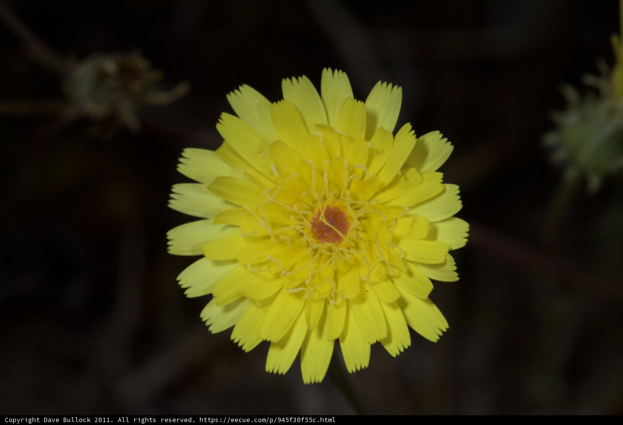 Yellow Flower with a Red Center