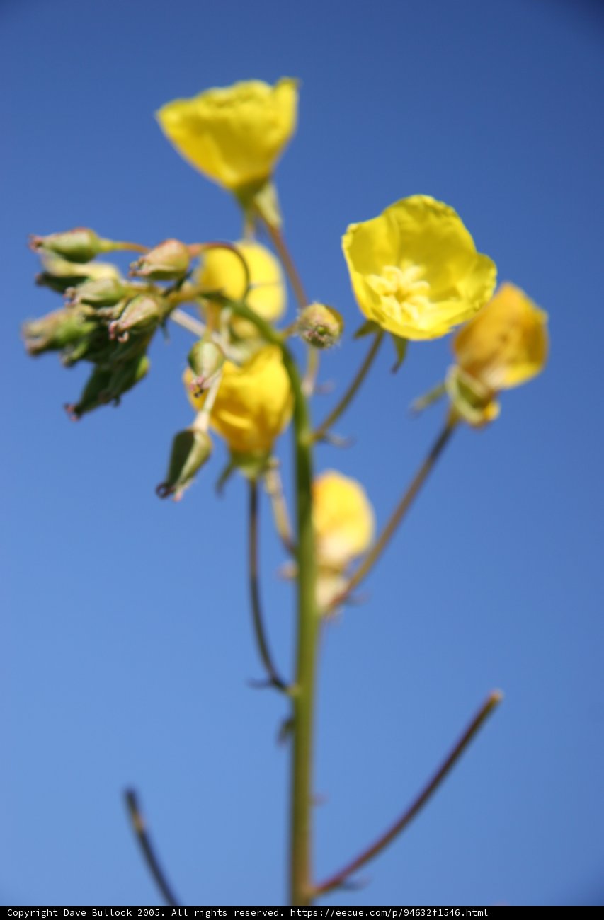 Golden Blooms in the Blue Sky