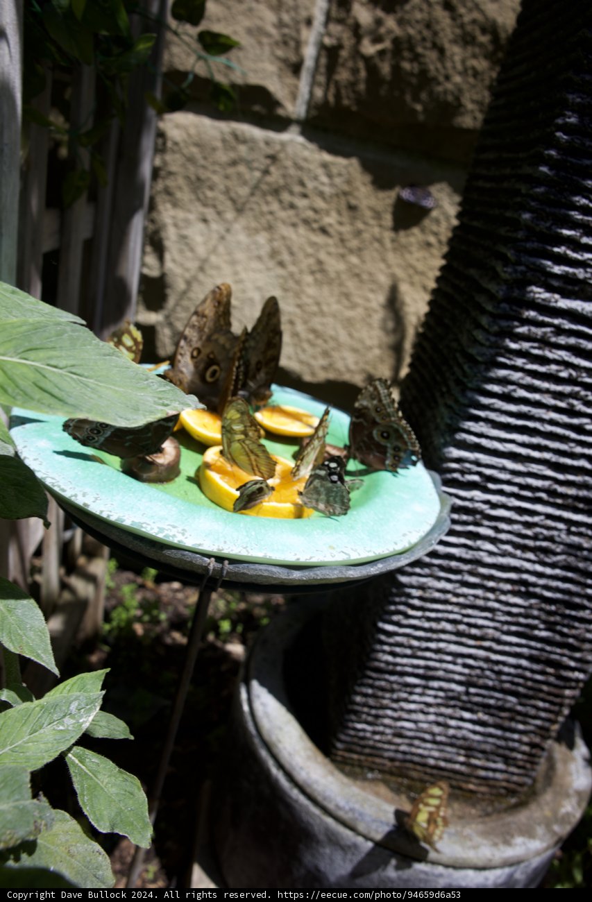 Butterfly Feast at Wesley's Birthday