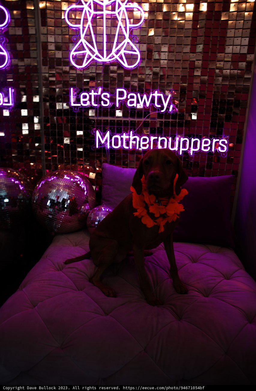 A Cozy Canine Retreat